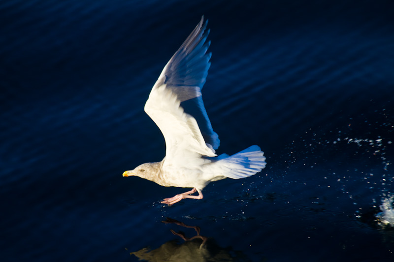 Gull Taking Flight